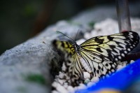 /album/fotogalerie-papilonia-motyli-dum-praha/motyl-idea-leuconoe-je-velmi-elegantni-letec-dokaze-dokonce-plachtit-podobne-jako-napr-velci-ptaci-jpg1/